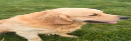 Golden Retriever dogs for stud: Exceptional Proven Stud - Advert 9