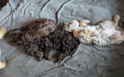 Labradoodle dogs for sale: 🐾Stunning Mini Labradoodle F1b Pups DNA Check🐾  - Image 9