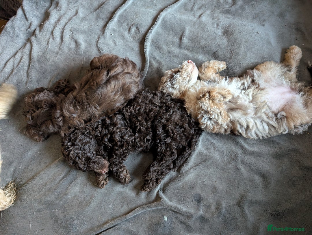 Labradoodle dogs for sale: 🐾Stunning Mini Labradoodle F1b Pups DNA Check🐾  - Image 9