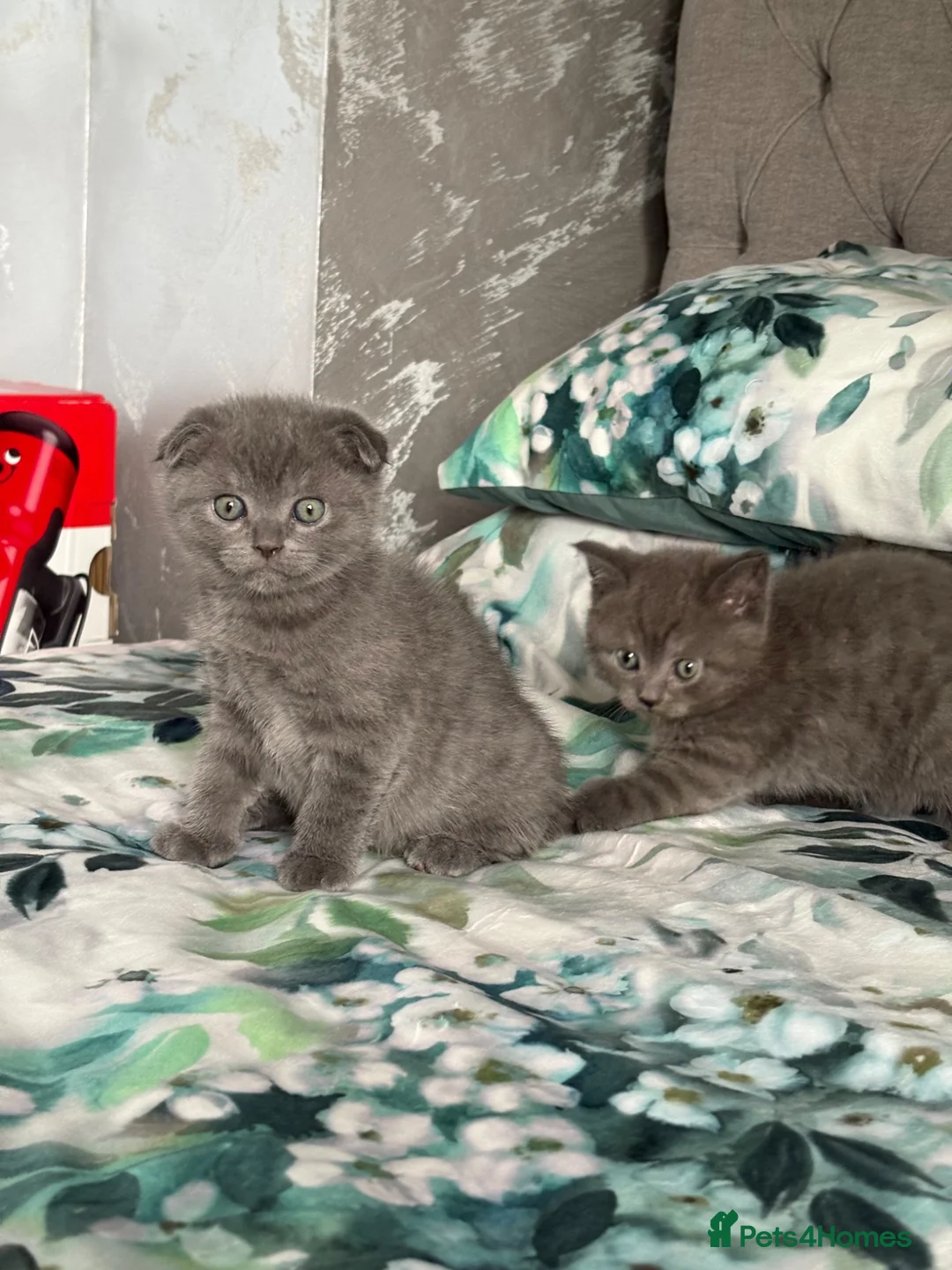 Scottish Fold cats for sale: Last 3 Scottish Fold/Straight kittens - Advert 1