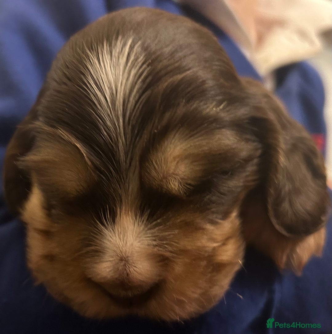 Cocker Spaniel dogs for sale: ⭐ Sable Show Cocker Spaniels ⭐  - Advert 2