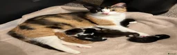 Mixed Breed cats for sale: Four varied mixed breed kittens - Advert 12