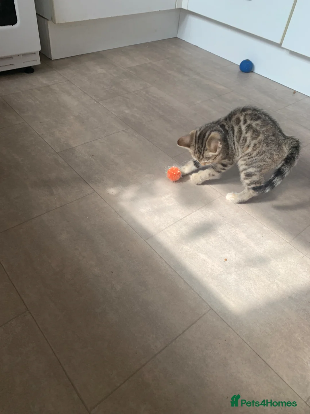 Mixed Breed cats for sale: Kittens bengal cross ordinary short hair  - Advert 2