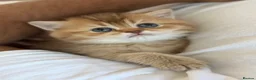 British Shorthair cats for sale: 🌟 Luxury Champion line Golden BSH🌟 - Advert 34