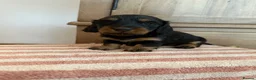 Miniature Dachshund dogs for sale: KC Long Haired Miniature Dachshund Puppies - Advert 31