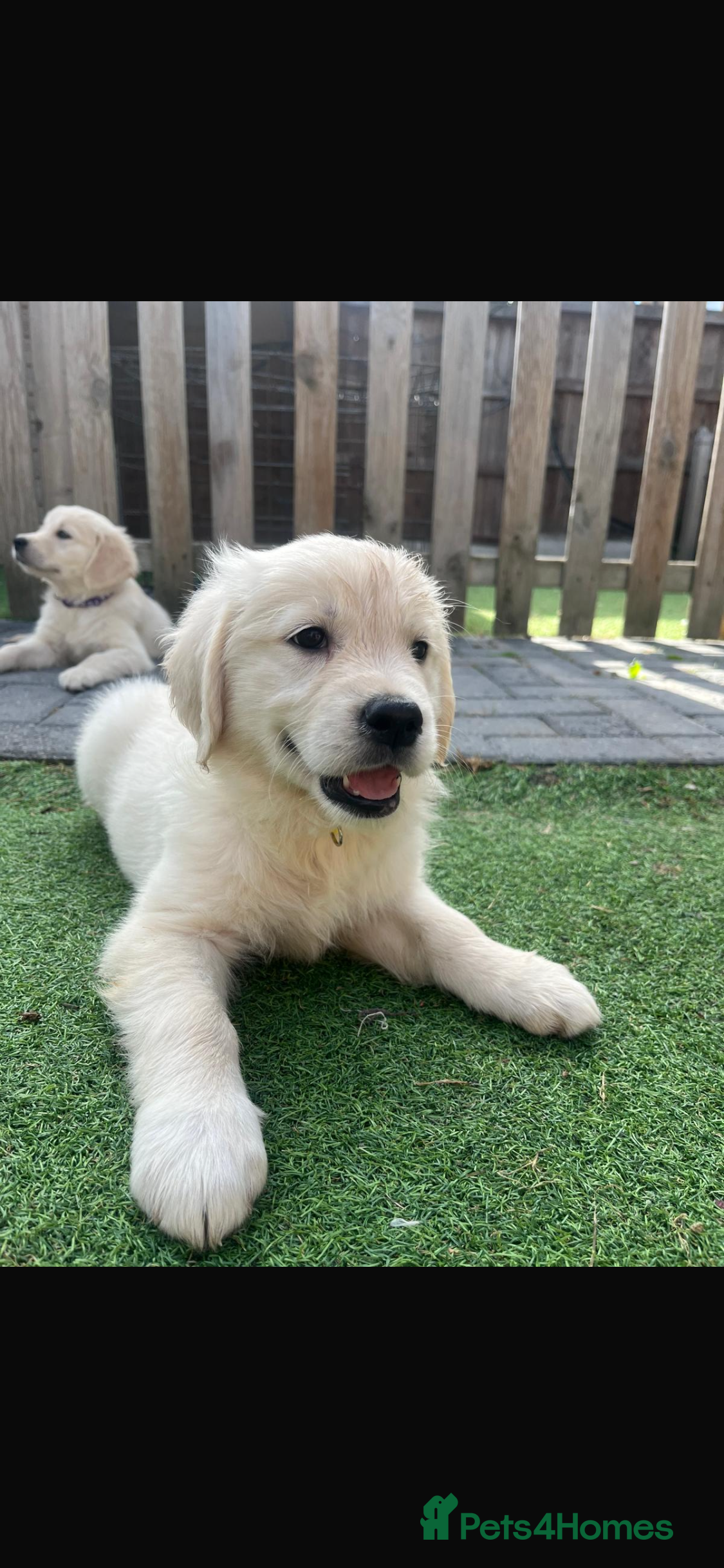 Golden Retriever dogs Gorgeous golden retriever puppies 🐶  - Advert 2