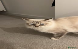 Ragdoll cats for sale: BEAUTIFUL QUEEN BLUE LYNX MITTED RAGDOLL FOR SALE - Image 4