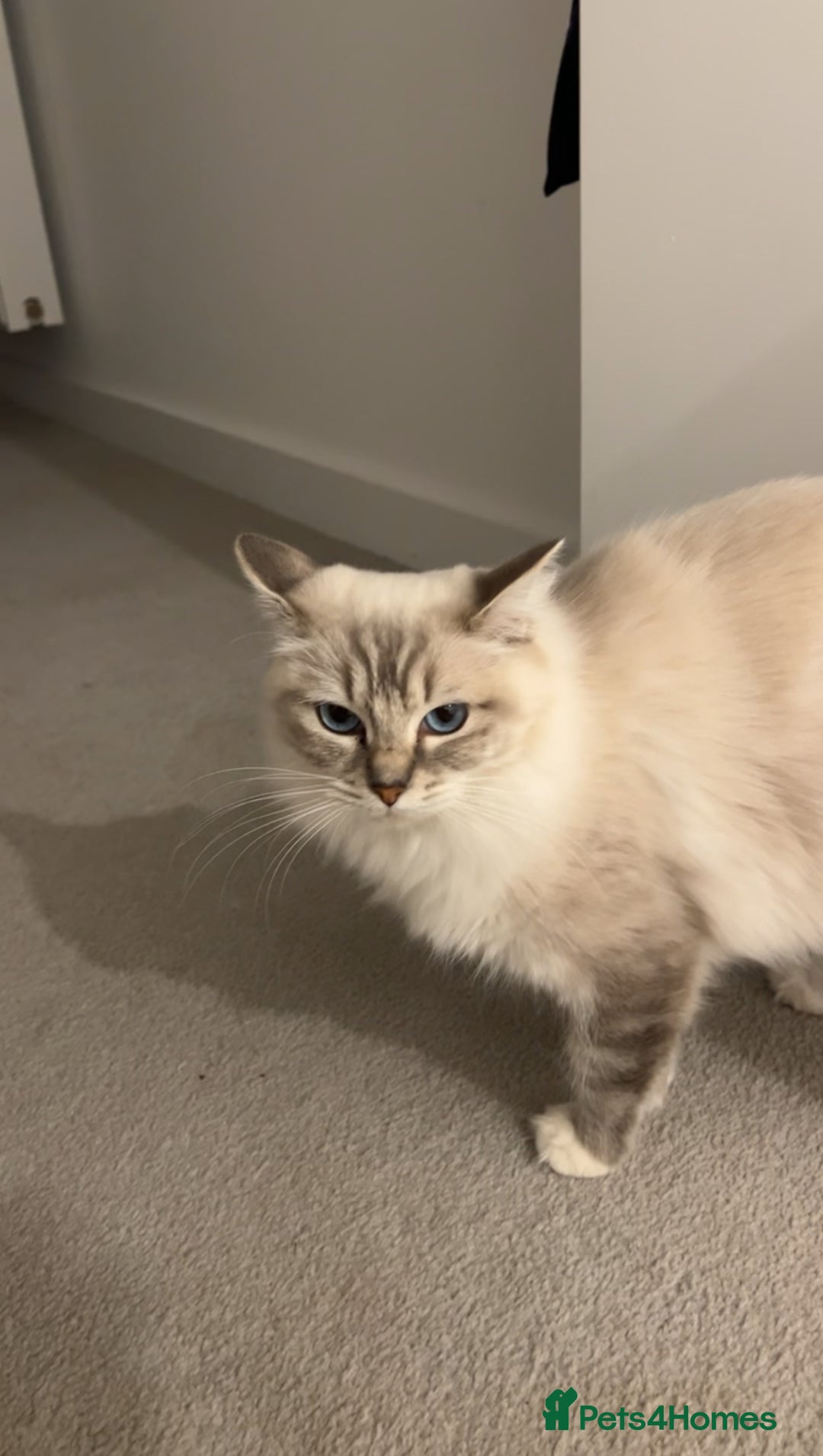 Ragdoll cats for sale: BEAUTIFUL QUEEN BLUE LYNX MITTED RAGDOLL FOR SALE - Image 4