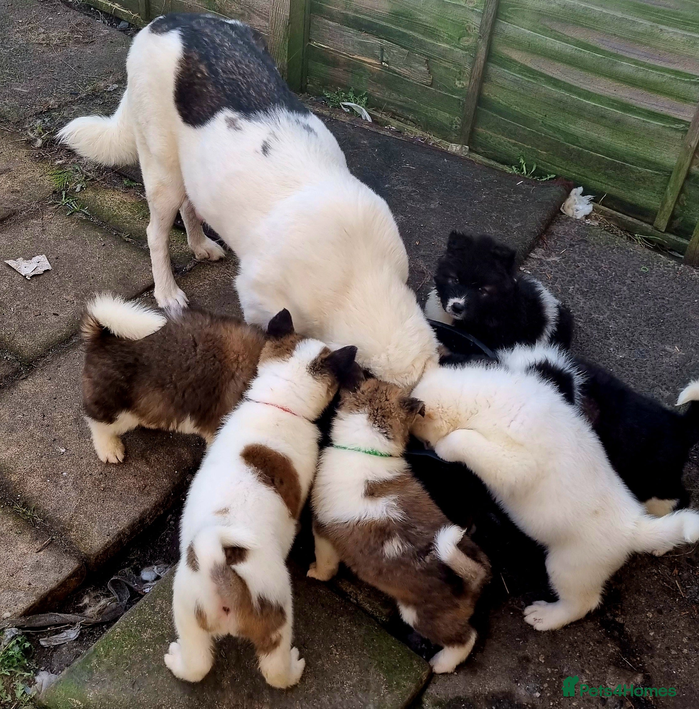 Akita dogs Akita pups in Sunderland - Advert 2