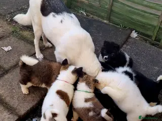 Akita dogs Akita pups in Sunderland - Advert 1