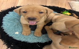 Labrador Retriever dogs for sale: 7 beautiful red fox Labrador puppies for sale.  - Image 16