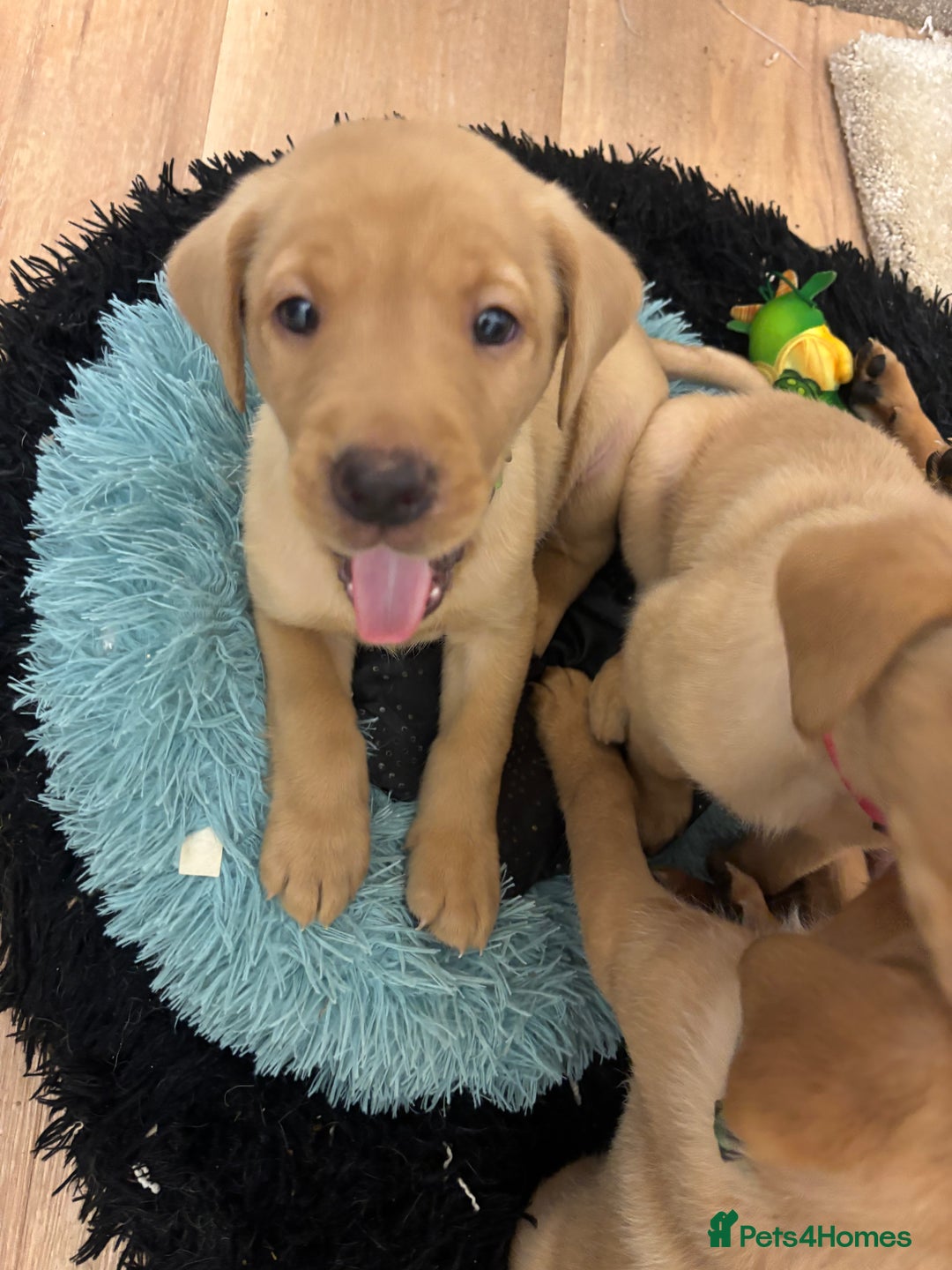 Labrador Retriever dogs for sale: 7 beautiful red fox Labrador puppies for sale.  - Image 16