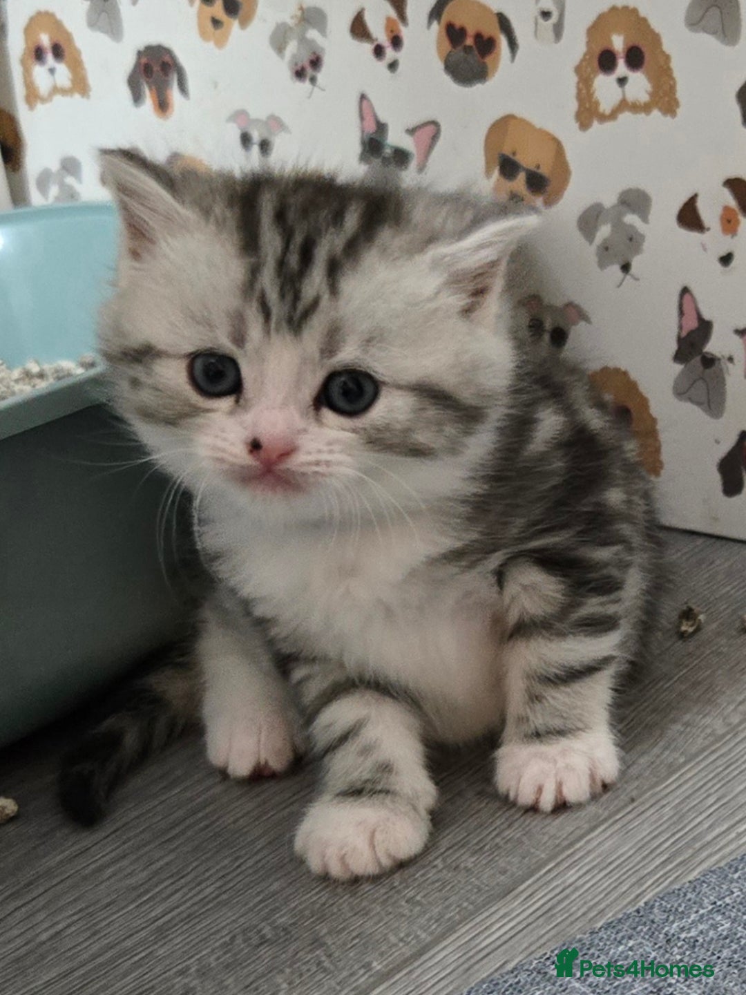 Brazilian Shorthair cats for sale: British shorthair x Persian  - Advert 3