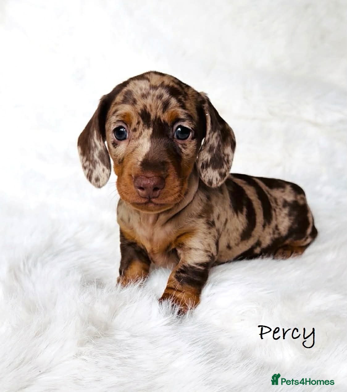 Miniature Dachshund dogs KC Reg Chocolate Dapple Miniature Dachshund P - Advert 17