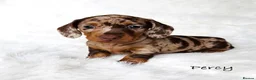 Miniature Dachshund dogs for sale: KC Reg Chocolate Dapple Miniature Dachshund P - Advert 1