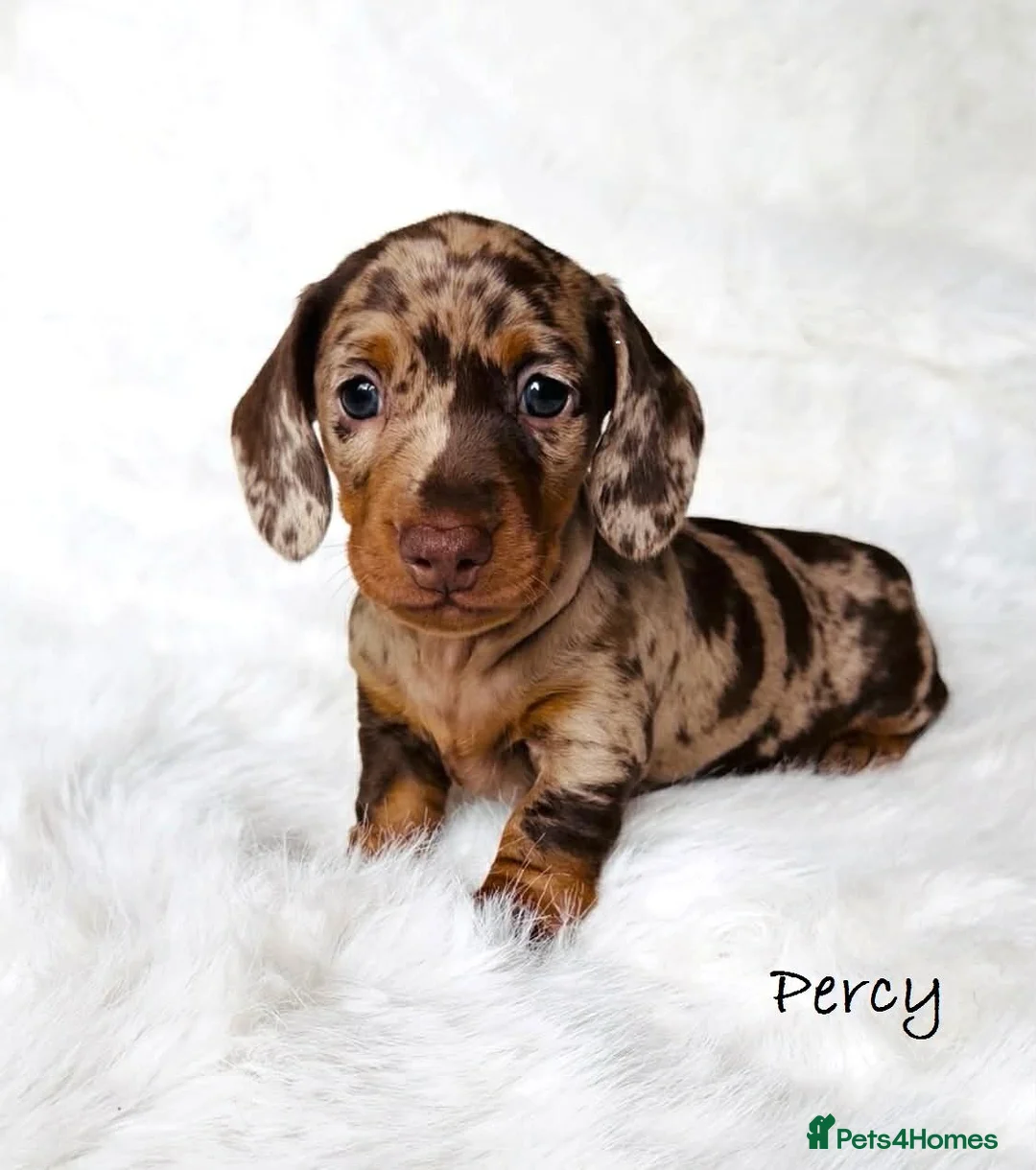 Miniature Dachshund dogs for sale: KC Reg Chocolate Dapple Miniature Dachshund P - Advert 1