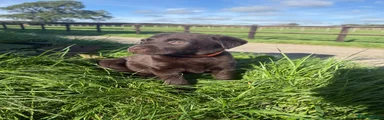 Labrador Retriever 4