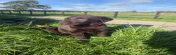 Labrador Retriever dogs for sale: Beautiful Labrador puppies chocolate and yellow  in Chulmleigh - Advert 11