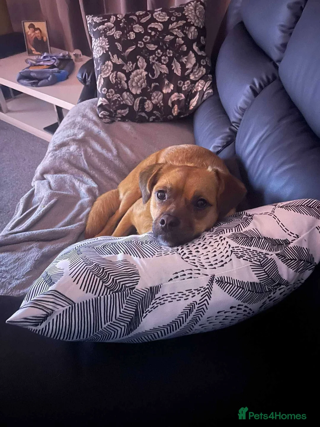 Mixed Breed dogs for adoption: Meet Jaspher, currently residing in Wakefield  - Advert 6