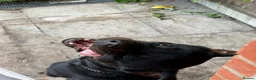 Rottweiler dogs for sale: German Boxed Head Rottweiler Male 1year + - Advert 8