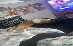 Mixed Breed dogs for sale: Honey the Romanian rescue🧡 - Image 3