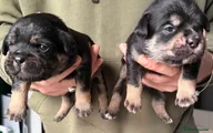 Mixed Breed Puppy 8