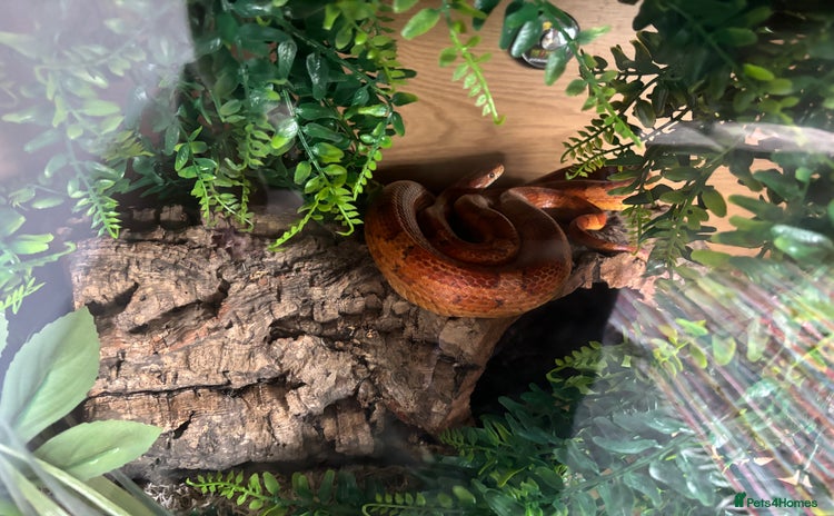 Corn Snake reptiles - Advert 10