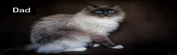 Ragamese cats for sale: RAGAMESE (RAGDOLL-SIAMESE) KITTENS - Advert 6