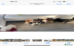 Cavapoo dogs for sale: F1 Cavapoo Puppies  - Image 4