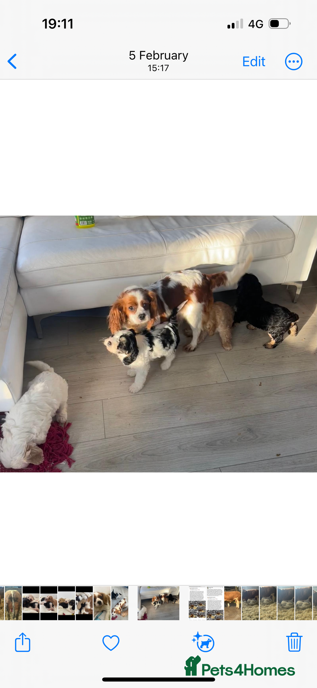 Cavapoo dogs for sale: F1 Cavapoo Puppies  - Image 4