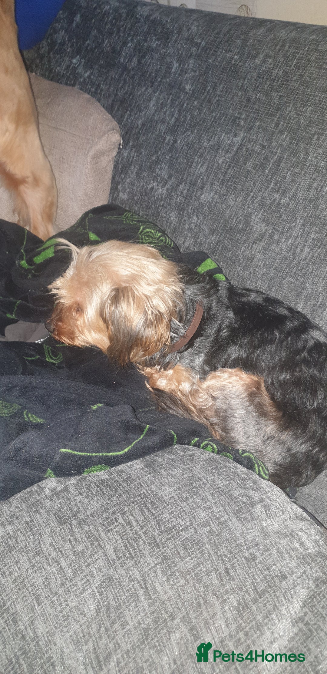 Mixed Breed dogs for sale: Chorkie pups - Advert 3