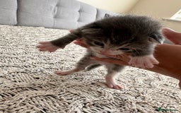 British Shorthair cats for sale: British Short kittens - Image 17