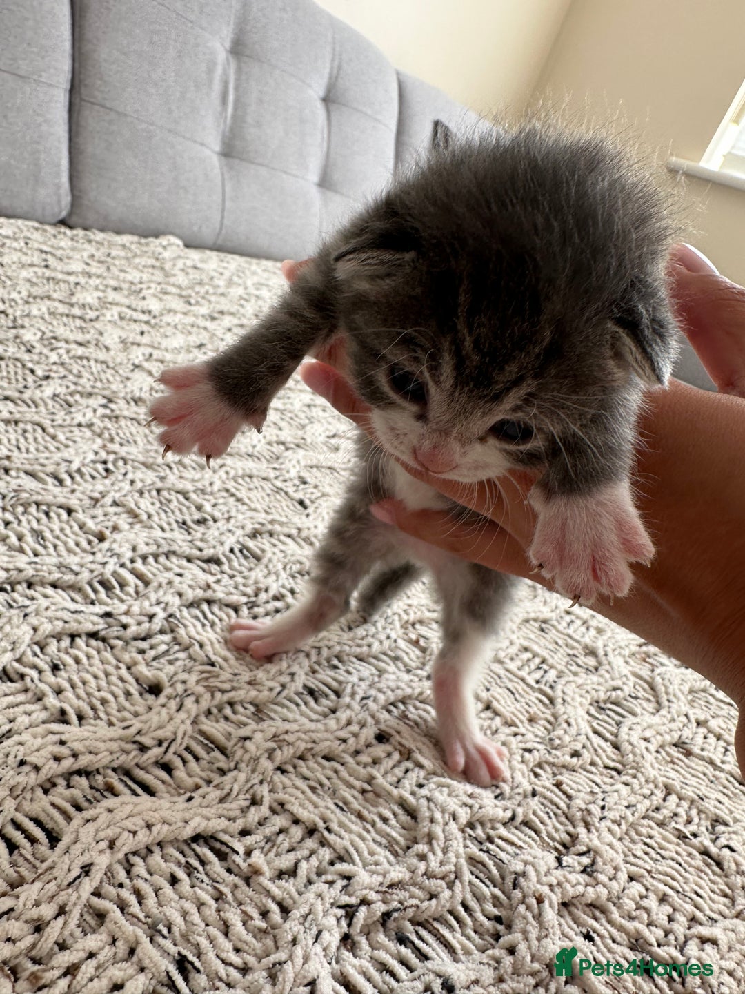 British Shorthair cats for sale: British Short kittens - Image 17