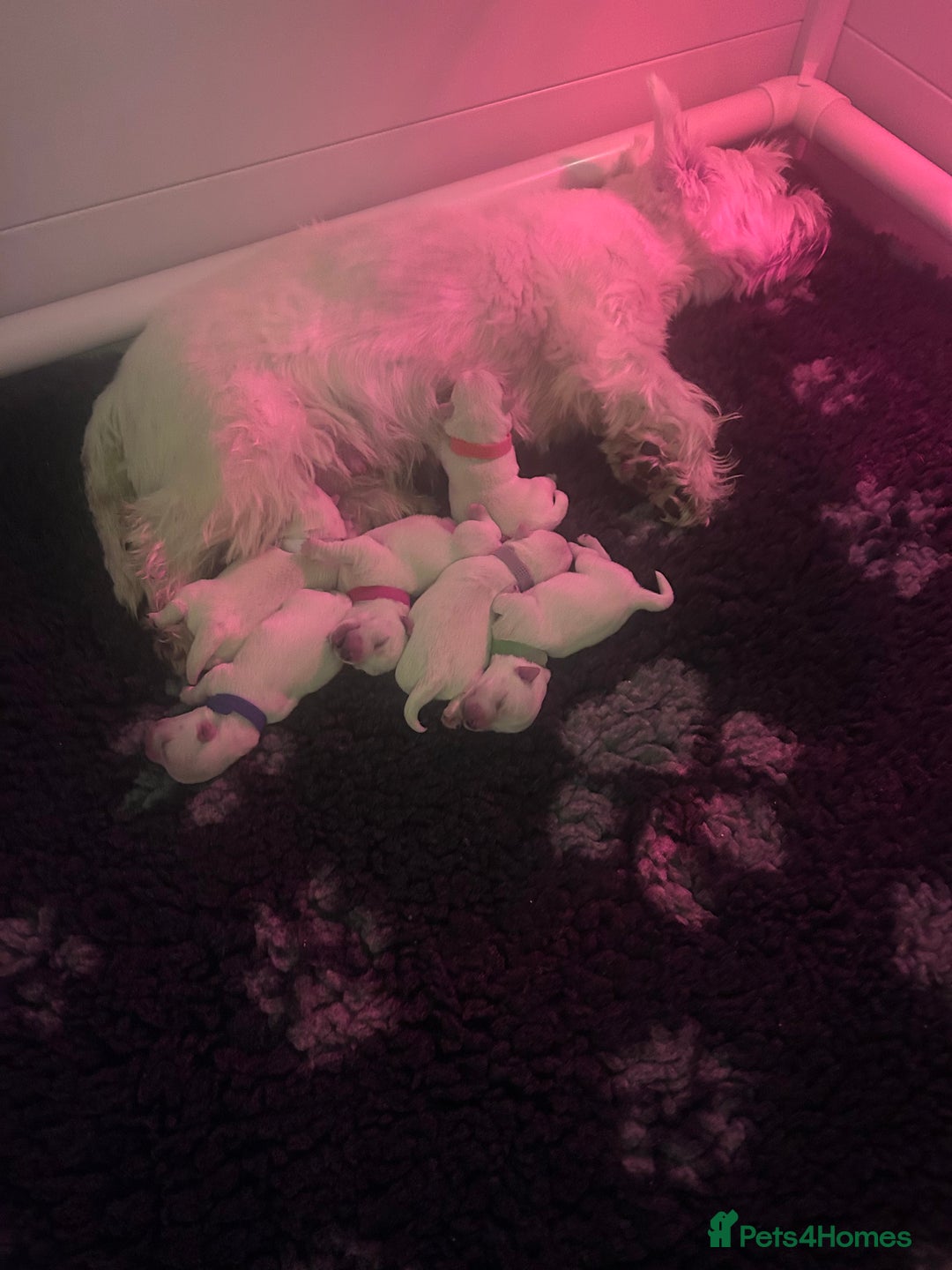 West Highland Terrier dogs for sale: West highland terrier pups - Image 5