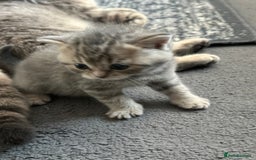 British Shorthair cats for sale: British short hair - Image 2