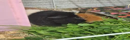 Guinea Pig rodents for sale: Bonded boars - Advert 3