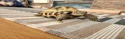 Tortoise reptiles for sale: Horse field tortoise in Dudley - Advert 5