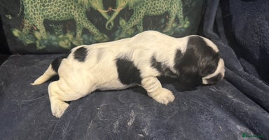 Cocker Spaniel dogs - Advert 3