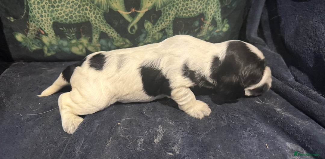 Cocker Spaniel dogs for sale: KC show cocker puppies black white blue roan - Image 2