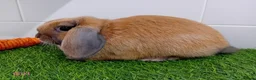 Mini Lop rabbits for sale: Mini Lop Baby Bunnies - Ready now!! - Advert 15