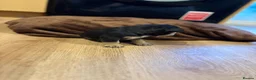 French Bulldog dogs for sale: French bulldogs puppy’s  in Lincoln - Advert 27