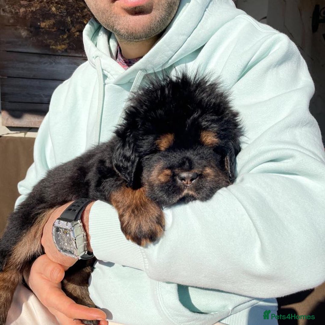 Tibetan Mastiff dogs for sale: 🌟 Meet Our Majestic Tibetan Mastiff Puppies! 🌟 - Image 1