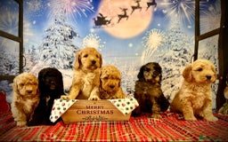 Mixed Breed dogs for sale: Beautiful miniature labradoodle puppies  - Image 6
