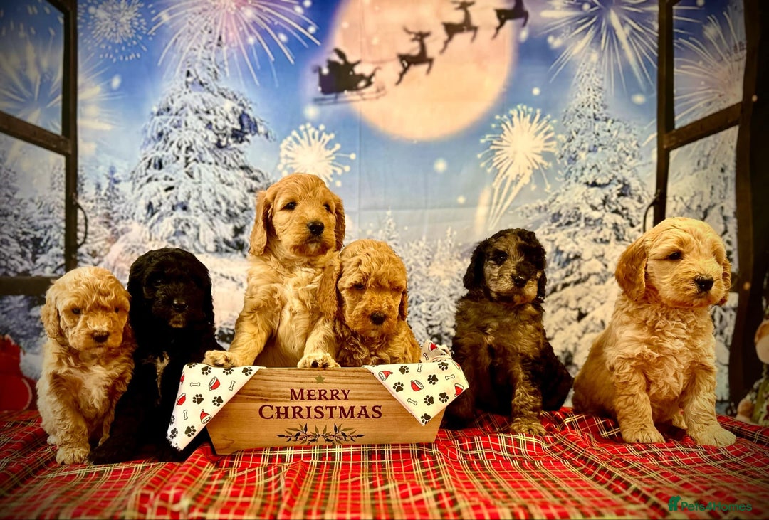 Mixed Breed dogs for sale: Beautiful miniature labradoodle puppies  - Image 6
