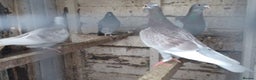 Pigeons birds for sale: Racing Pigeons for sale - Advert 4