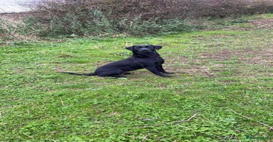 Labrador Retriever dogs - Advert 3