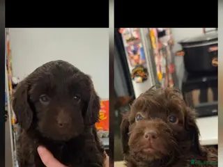 Cockapoo dogs F2 cockapoo puppies - Advert 1