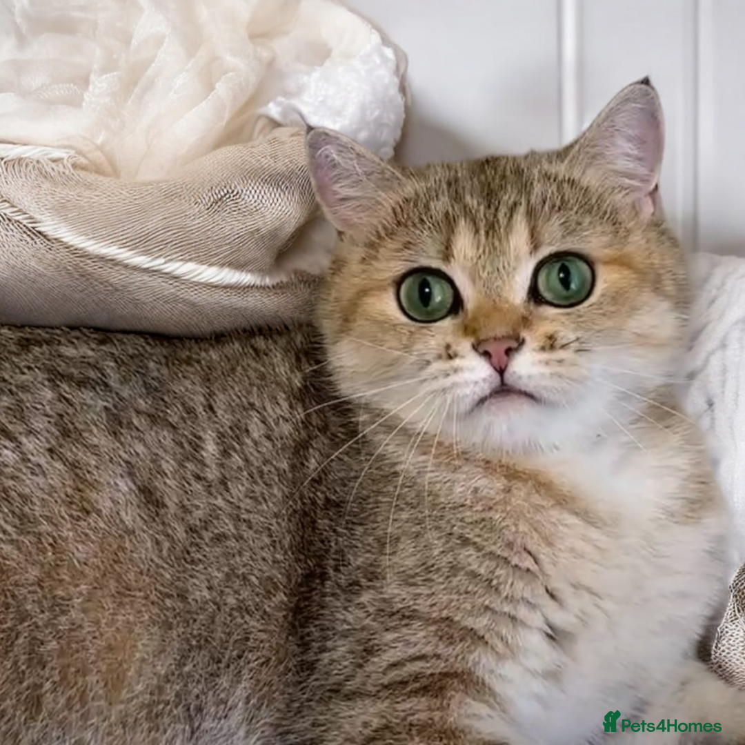 British Shorthair cats for sale: Vlastar Lux Samantha BSH BlackGolden Chinchilla CP - Advert 6