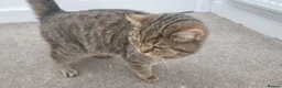 British Shorthair cats for sale: Golden Ticked Tabby GCCF British Shorthair - Advert 11