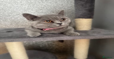 British Shorthair cats - Advert 11